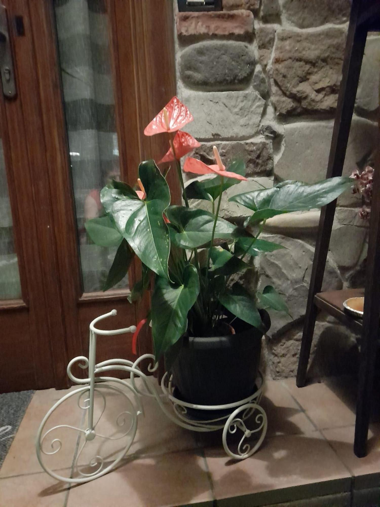 La Taverna Da Irene Roe Luaran gambar